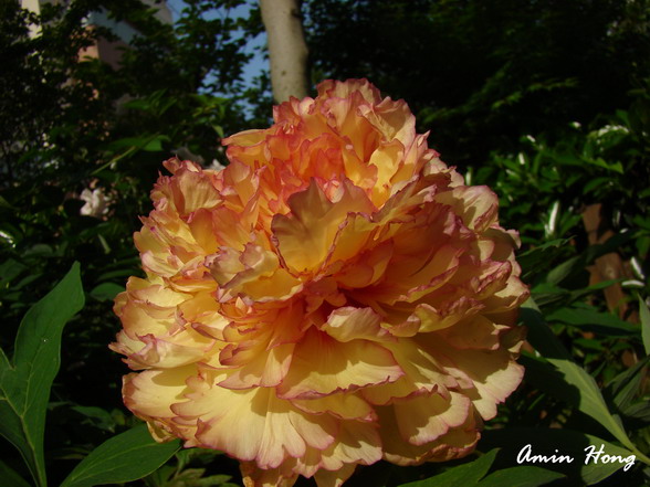 «ö¦¹¦b·sµøµ¡ÂsÄý¹Ï¤ù