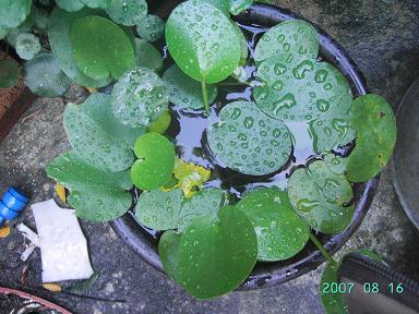 按此在新視窗瀏覽圖片