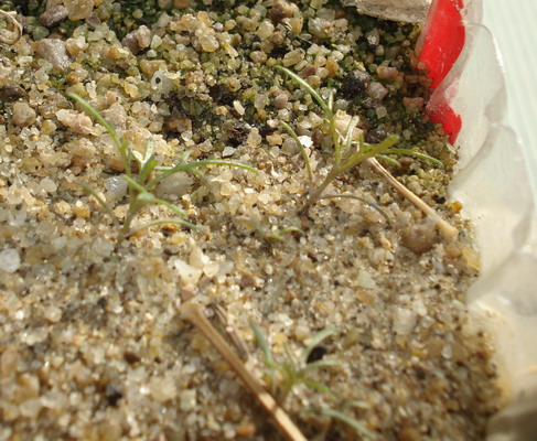 «ö¦¹¦b·sµøµ¡ÂsÄý¹Ï¤ù