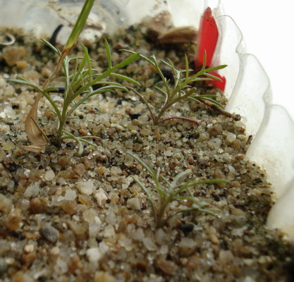 «ö¦¹¦b·sµøµ¡ÂsÄý¹Ï¤ù