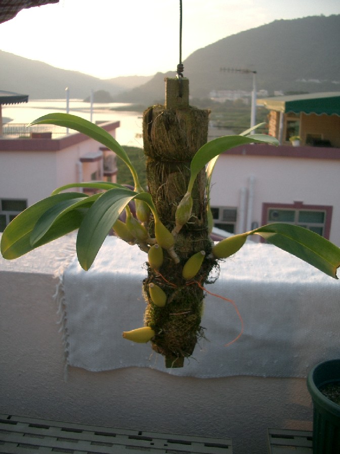 按此在新視窗瀏覽圖片