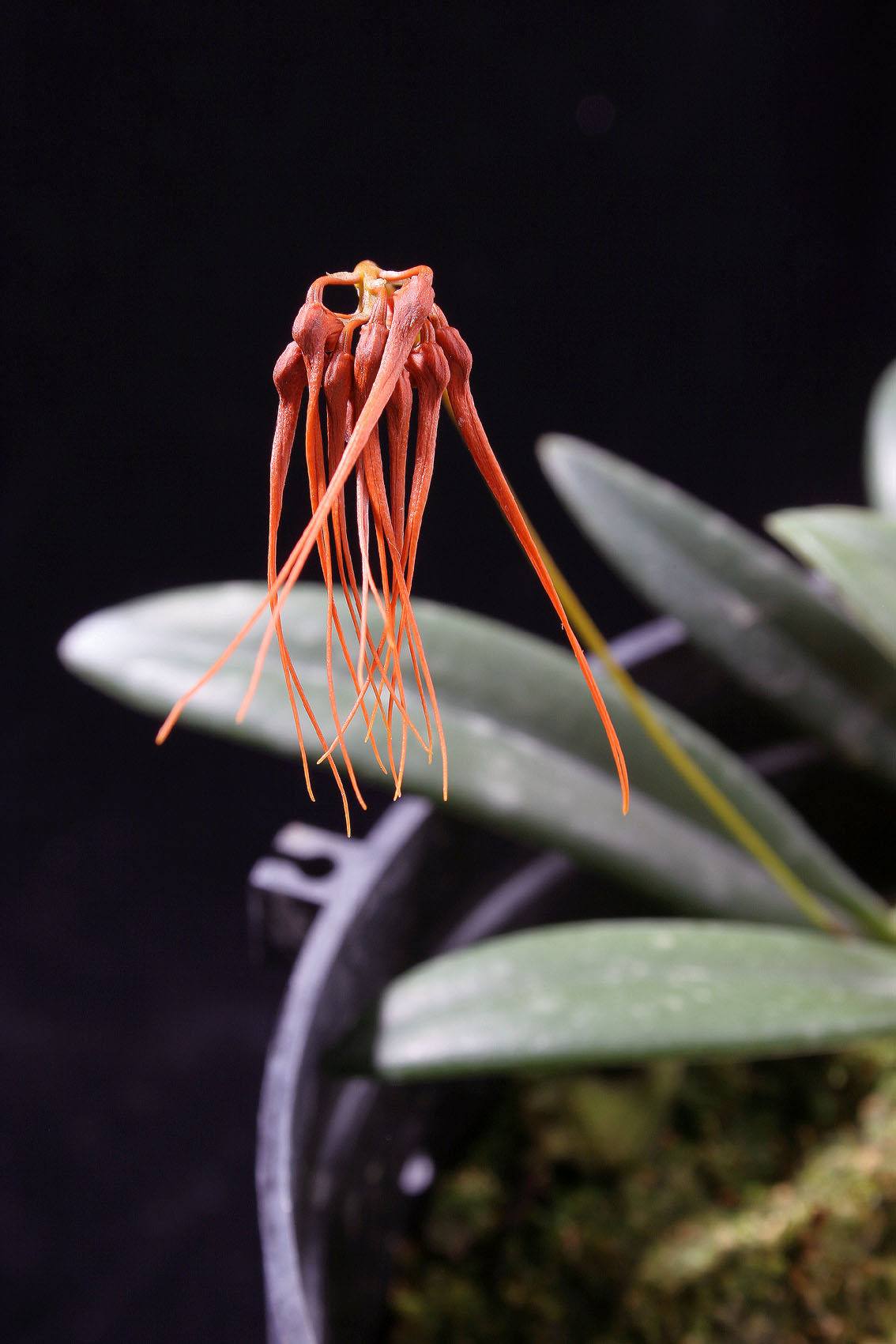 «ö¦¹¦b·sµøµ¡ÂsÄý¹Ï¤ù