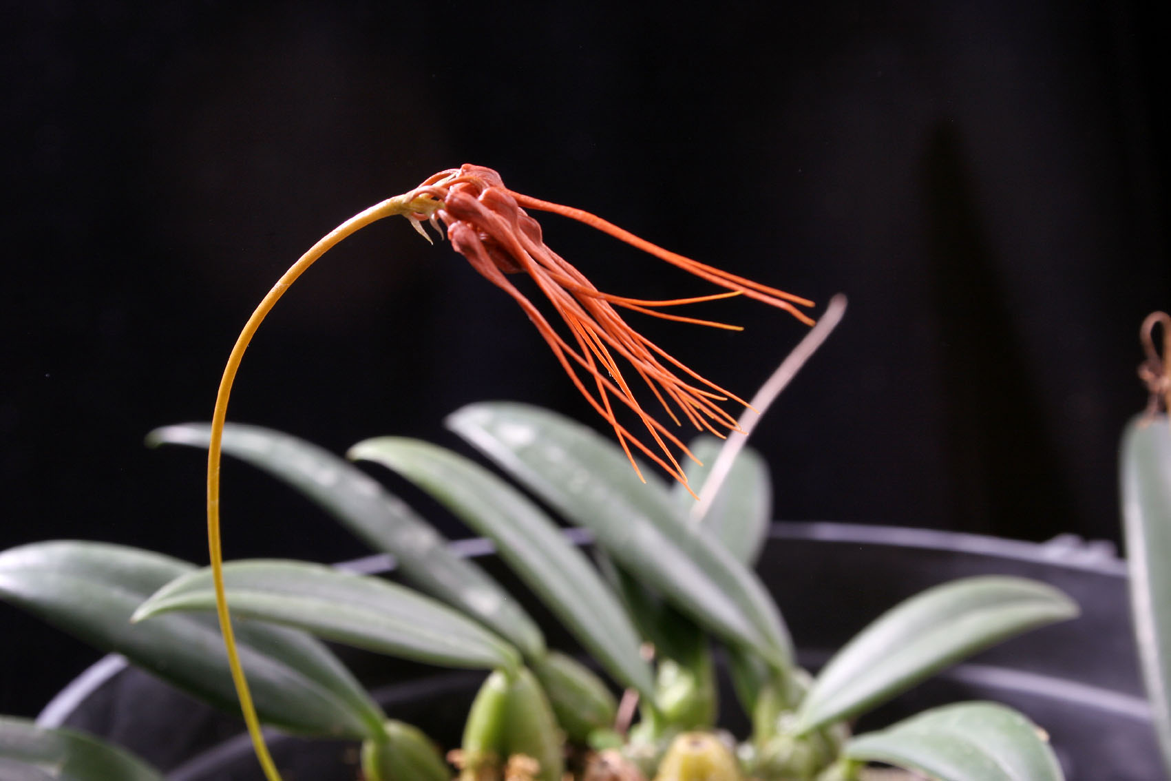 «ö¦¹¦b·sµøµ¡ÂsÄý¹Ï¤ù