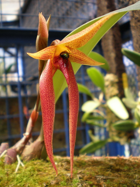 «ö¦¹¦b·sµøµ¡ÂsÄý¹Ï¤ù