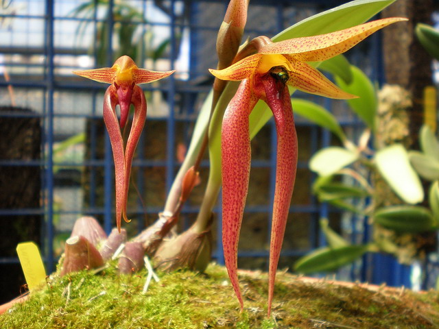 «ö¦¹¦b·sµøµ¡ÂsÄý¹Ï¤ù