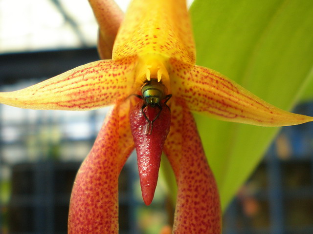 «ö¦¹¦b·sµøµ¡ÂsÄý¹Ï¤ù