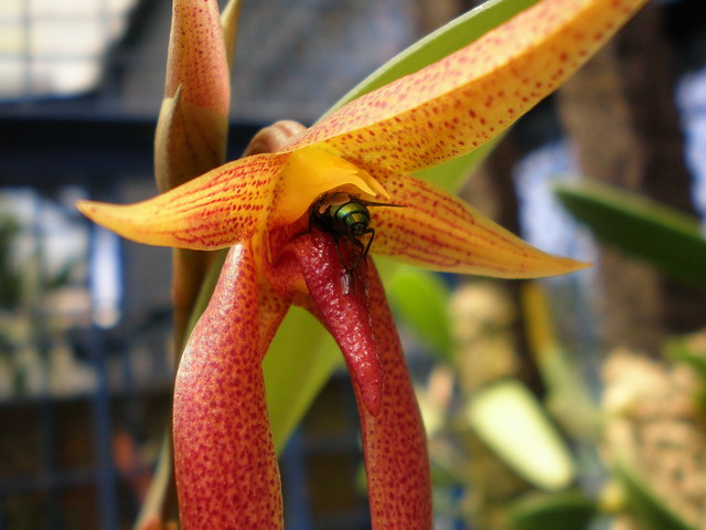 «ö¦¹¦b·sµøµ¡ÂsÄý¹Ï¤ù