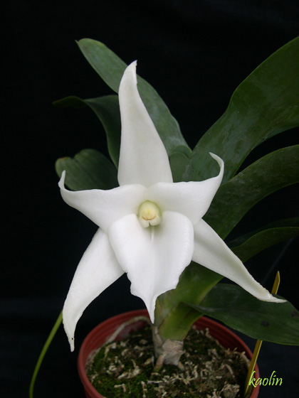 «ö¦¹¦b·sµøµ¡ÂsÄý¹Ï¤ù