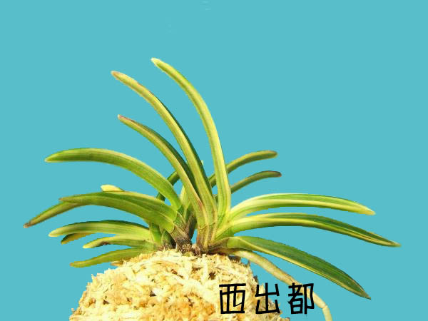 «ö¦¹¦b·sµøµ¡ÂsÄý¹Ï¤ù