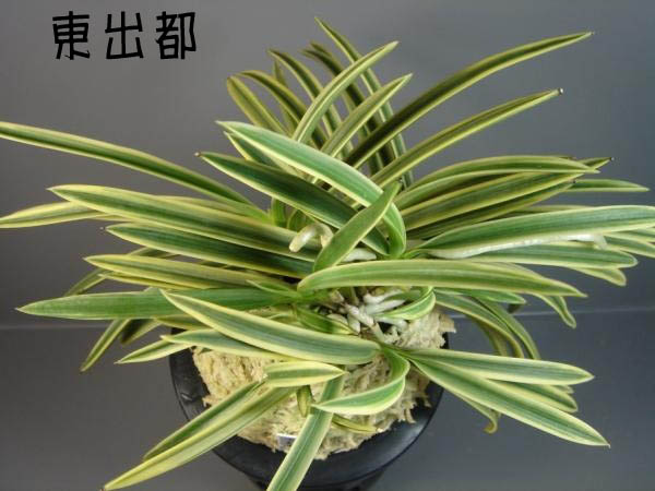 «ö¦¹¦b·sµøµ¡ÂsÄý¹Ï¤ù