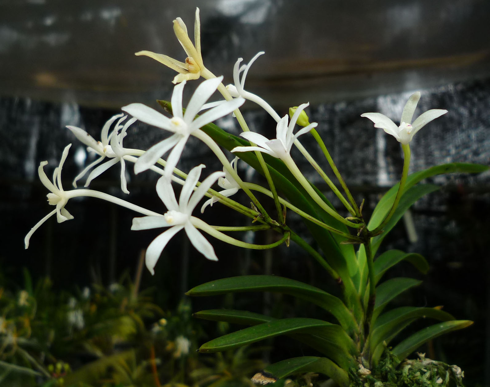 按此在新視窗瀏覽圖片