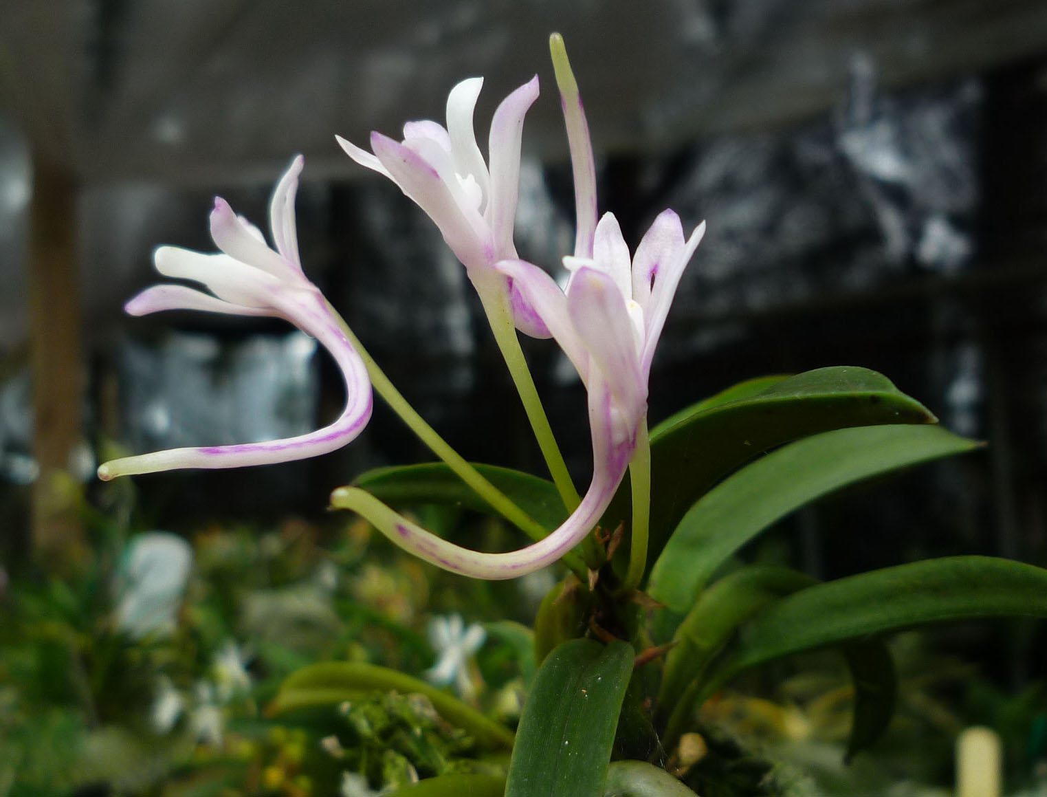 按此在新視窗瀏覽圖片