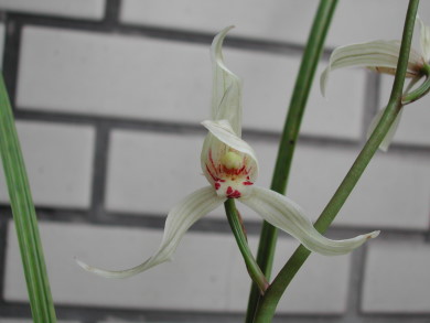 «ö¦¹¦b·sµøµ¡ÂsÄý¹Ï¤ù