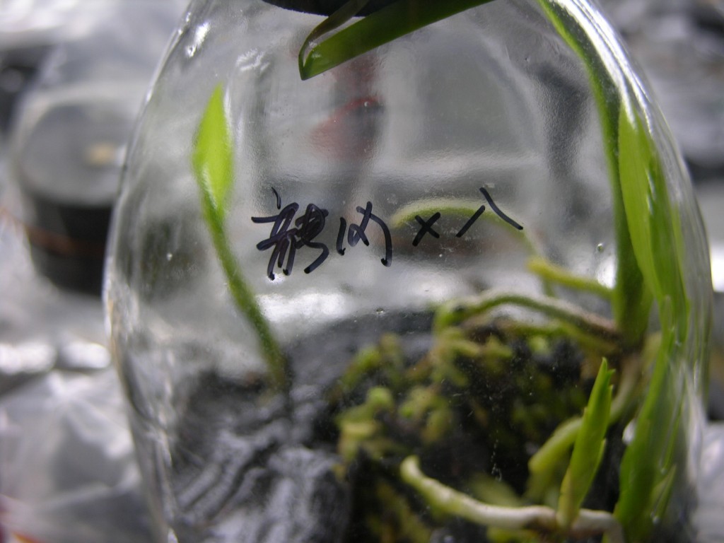 按此在新視窗瀏覽圖片