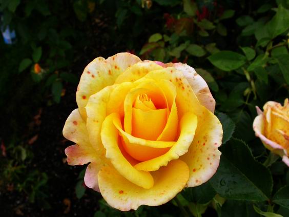 按此在新視窗瀏覽圖片