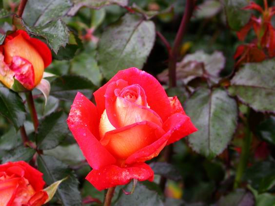 按此在新視窗瀏覽圖片