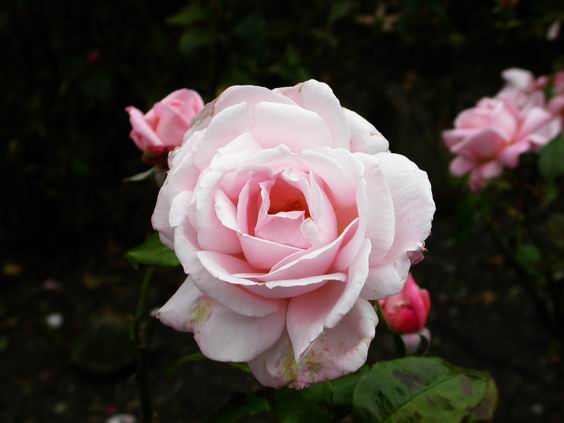 按此在新視窗瀏覽圖片