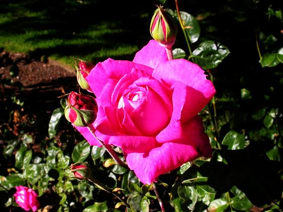 按此在新視窗瀏覽圖片