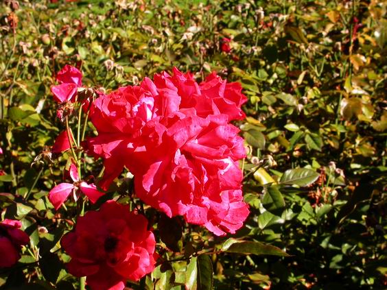 按此在新視窗瀏覽圖片