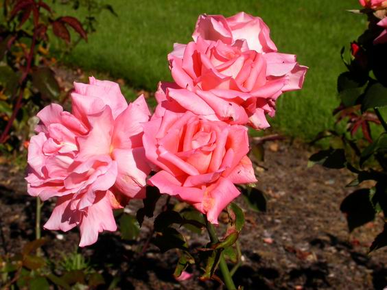 按此在新視窗瀏覽圖片