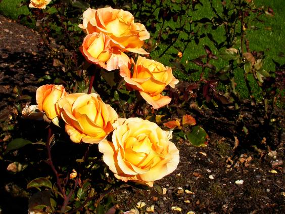 按此在新視窗瀏覽圖片