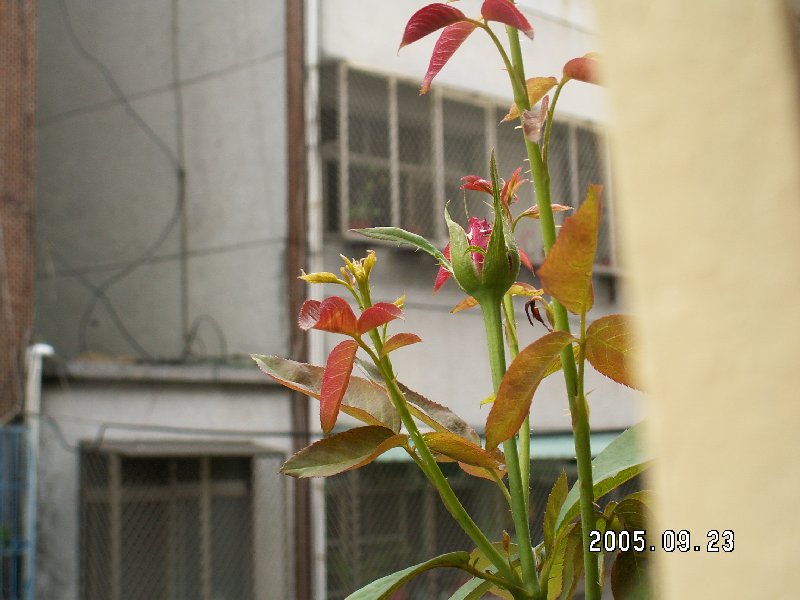 按此在新視窗瀏覽圖片