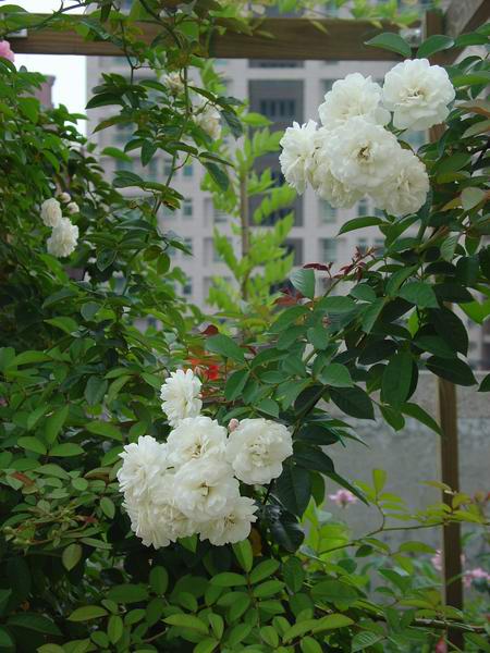 «ö¦¹¦b·sµøµ¡ÂsÄý¹Ï¤ù