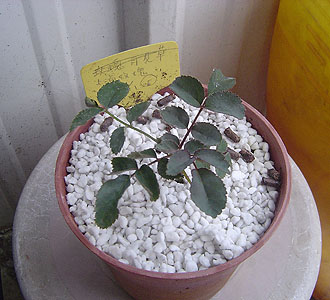 «ö¦¹¦b·sµøµ¡ÂsÄý¹Ï¤ù