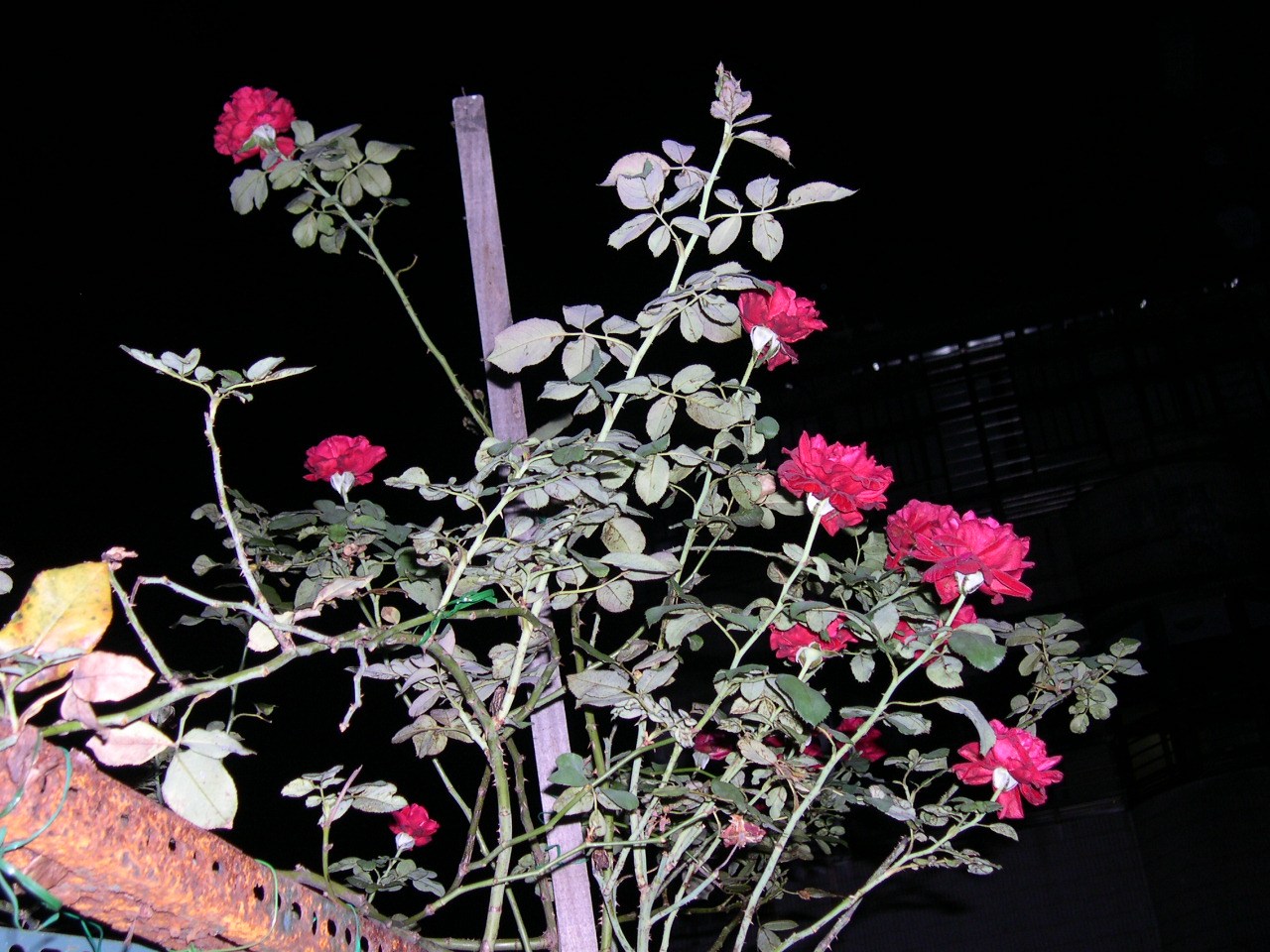 按此在新視窗瀏覽圖片