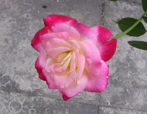 按此在新視窗瀏覽圖片