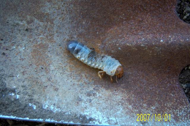 «ö¦¹¦b·sµøµ¡ÂsÄý¹Ï¤ù