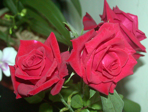 «ö¦¹¦b·sµøµ¡ÂsÄý¹Ï¤ù