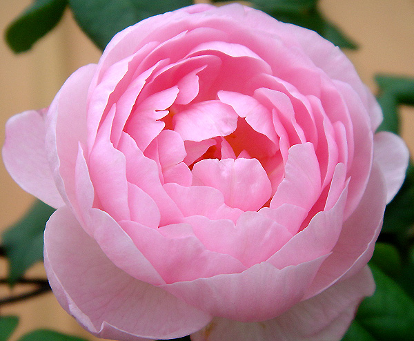 «ö¦¹¦b·sµøµ¡ÂsÄý¹Ï¤ù