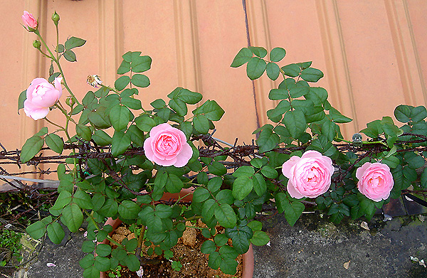 «ö¦¹¦b·sµøµ¡ÂsÄý¹Ï¤ù