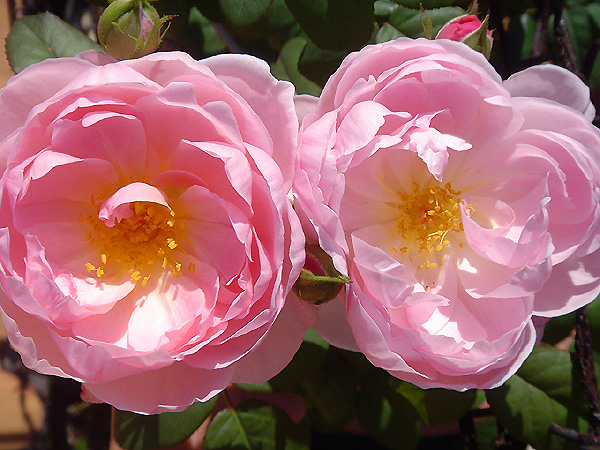 «ö¦¹¦b·sµøµ¡ÂsÄý¹Ï¤ù