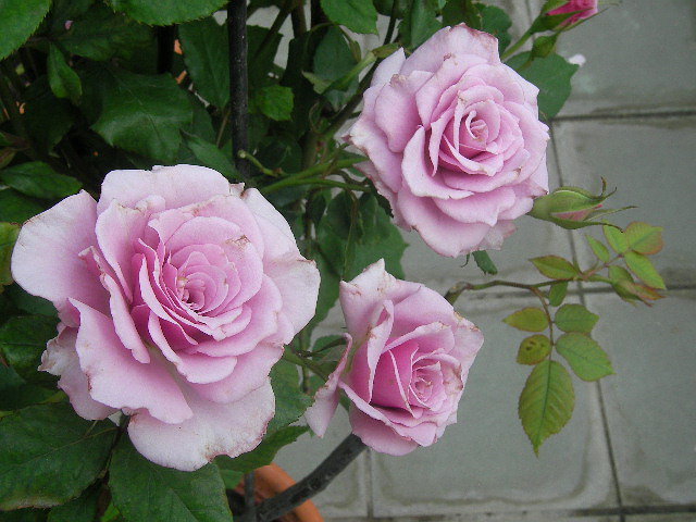 按此在新視窗瀏覽圖片