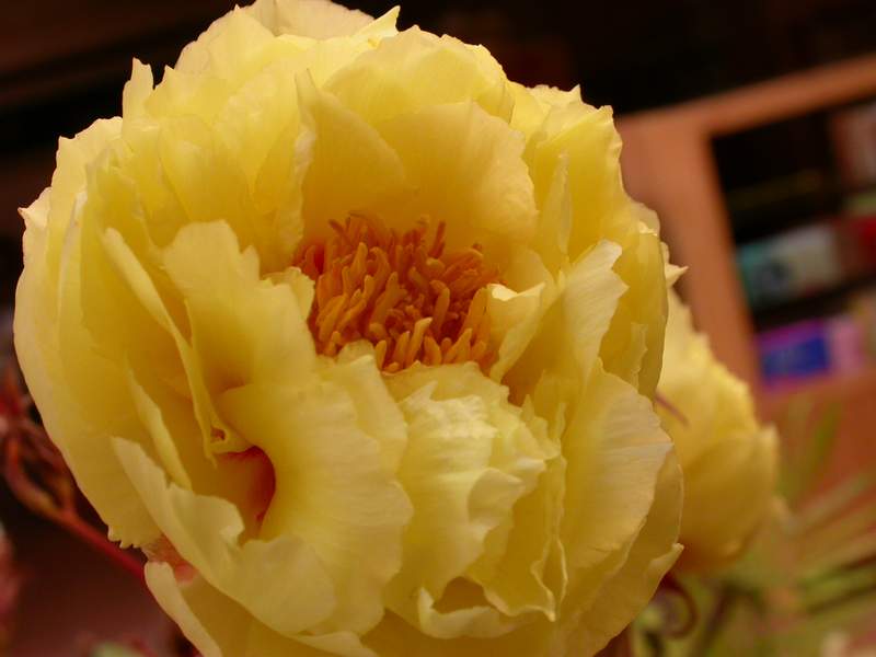 «ö¦¹¦b·sµøµ¡ÂsÄý¹Ï¤ù