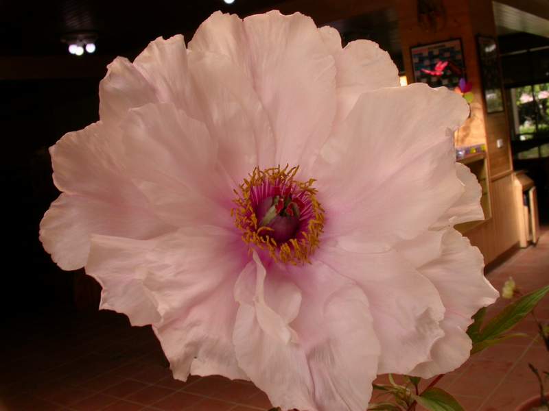 «ö¦¹¦b·sµøµ¡ÂsÄý¹Ï¤ù