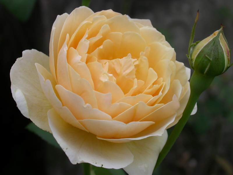 «ö¦¹¦b·sµøµ¡ÂsÄý¹Ï¤ù