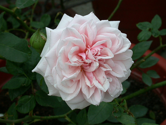 按此在新視窗瀏覽圖片