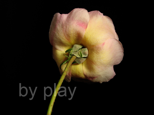 «ö¦¹¦b·sµøµ¡ÂsÄý¹Ï¤ù