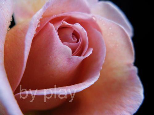 «ö¦¹¦b·sµøµ¡ÂsÄý¹Ï¤ù