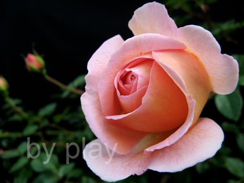 «ö¦¹¦b·sµøµ¡ÂsÄý¹Ï¤ù