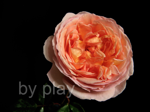 «ö¦¹¦b·sµøµ¡ÂsÄý¹Ï¤ù