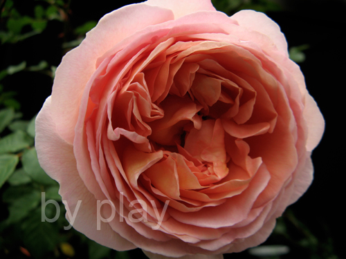 «ö¦¹¦b·sµøµ¡ÂsÄý¹Ï¤ù