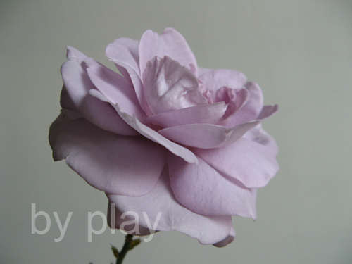 «ö¦¹¦b·sµøµ¡ÂsÄý¹Ï¤ù