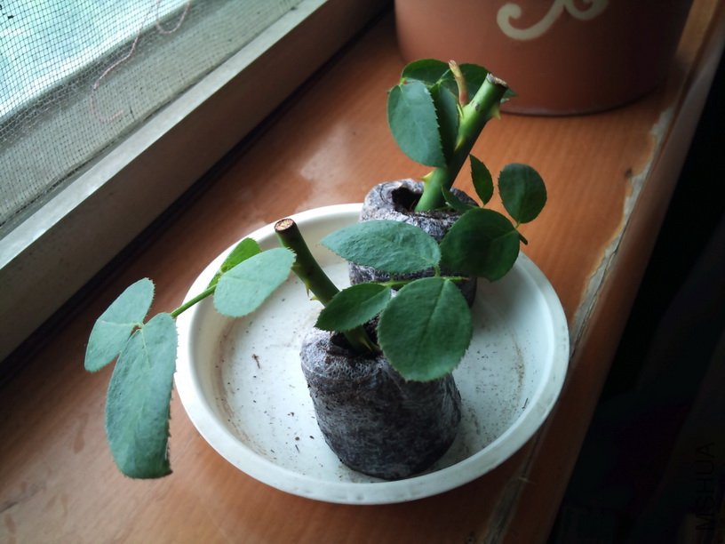 «ö¦¹¦b·sµøµ¡ÂsÄý¹Ï¤ù