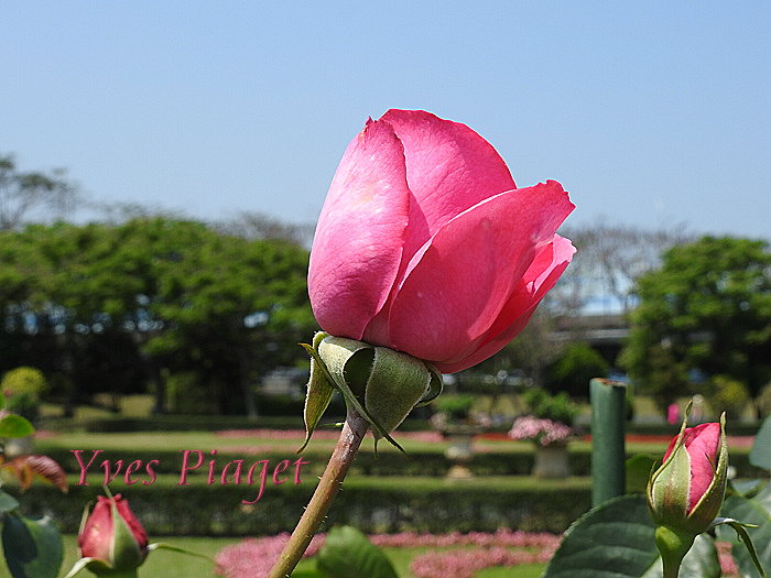 按此在新視窗瀏覽圖片