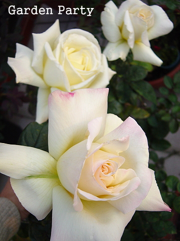 按此在新視窗瀏覽圖片