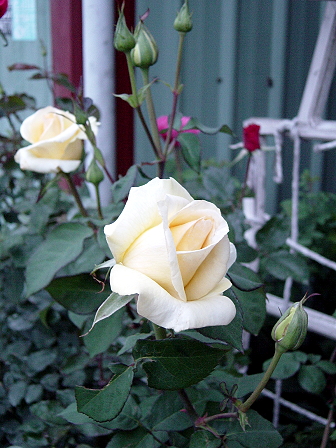 按此在新視窗瀏覽圖片